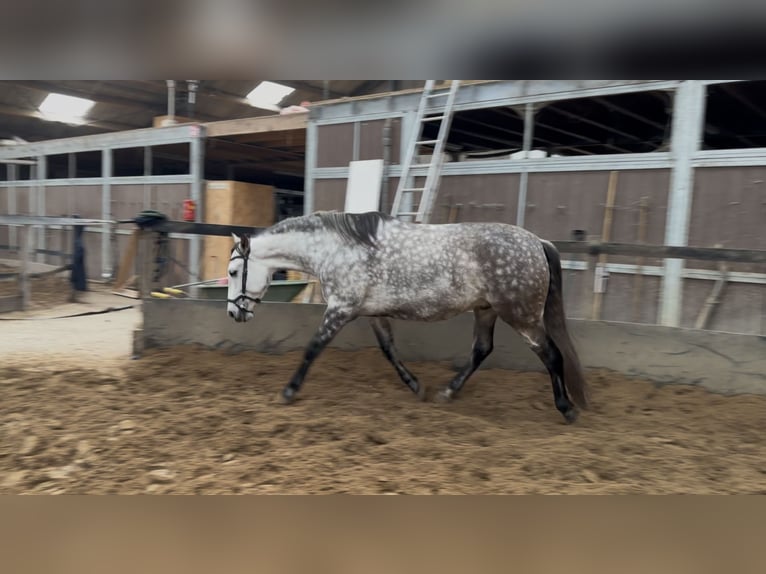 PRE Ruin 7 Jaar 161 cm Schimmel in Putten