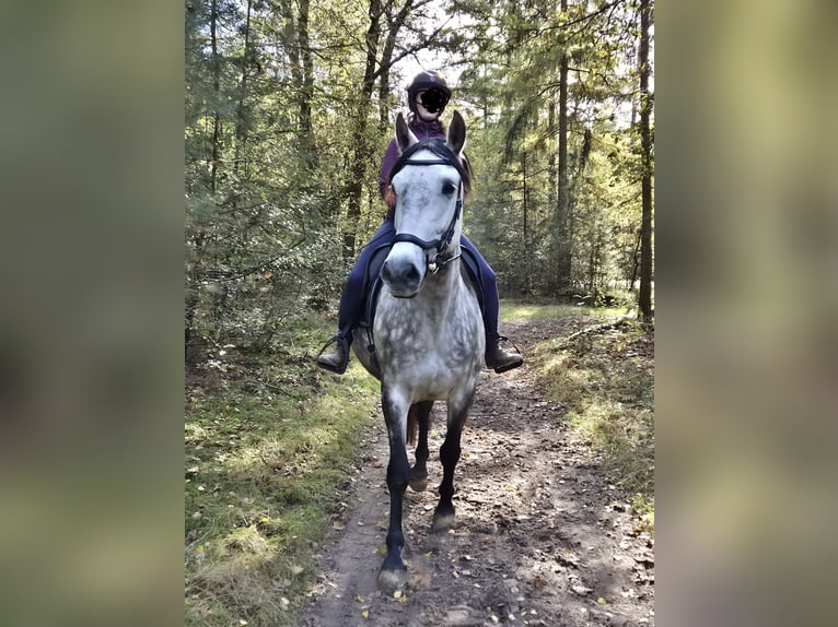 PRE Ruin 7 Jaar 161 cm Schimmel in Putten