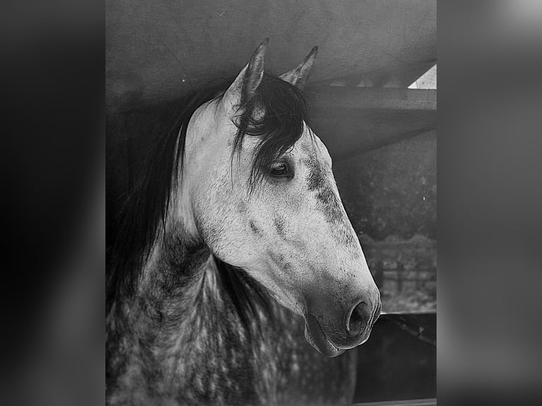 PRE Ruin 7 Jaar 161 cm Schimmel in Putten