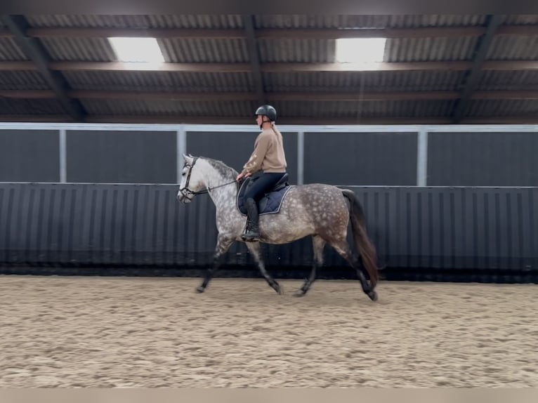 PRE Ruin 7 Jaar 161 cm Schimmel in Putten