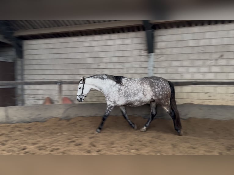 PRE Ruin 7 Jaar 161 cm Schimmel in Putten