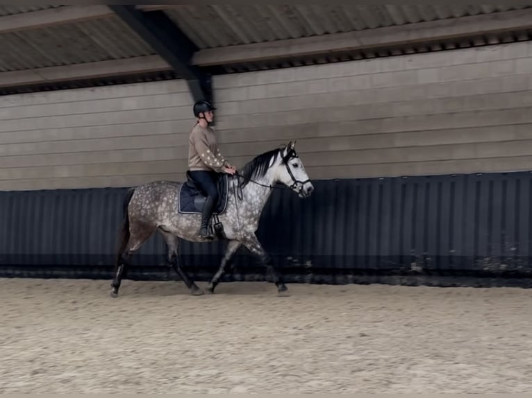 PRE Ruin 7 Jaar 161 cm Schimmel in Putten