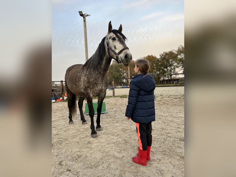 PRE Ruin 7 Jaar 161 cm Schimmel in Putten