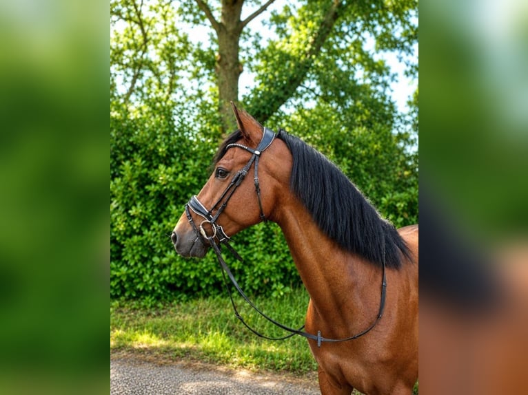 PRE Ruin 7 Jaar 162 cm Bruin in De Westereen