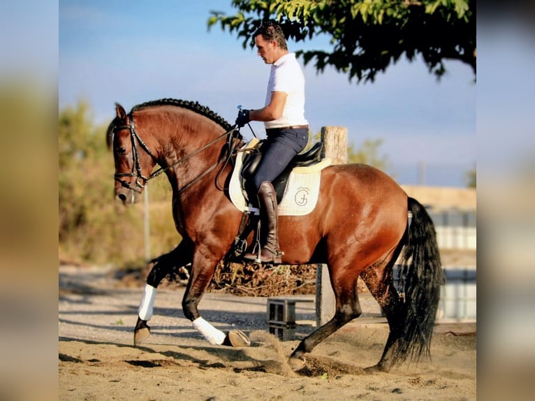 PRE Mix Ruin 7 Jaar 162 cm Bruin in Valencia