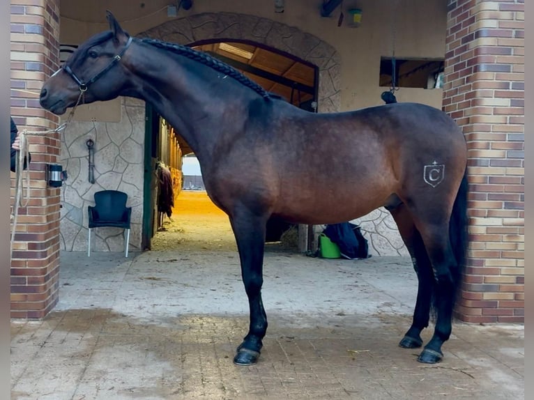 PRE Ruin 7 Jaar 162 cm Donkerbruin in Hostalets De Pierola, Els