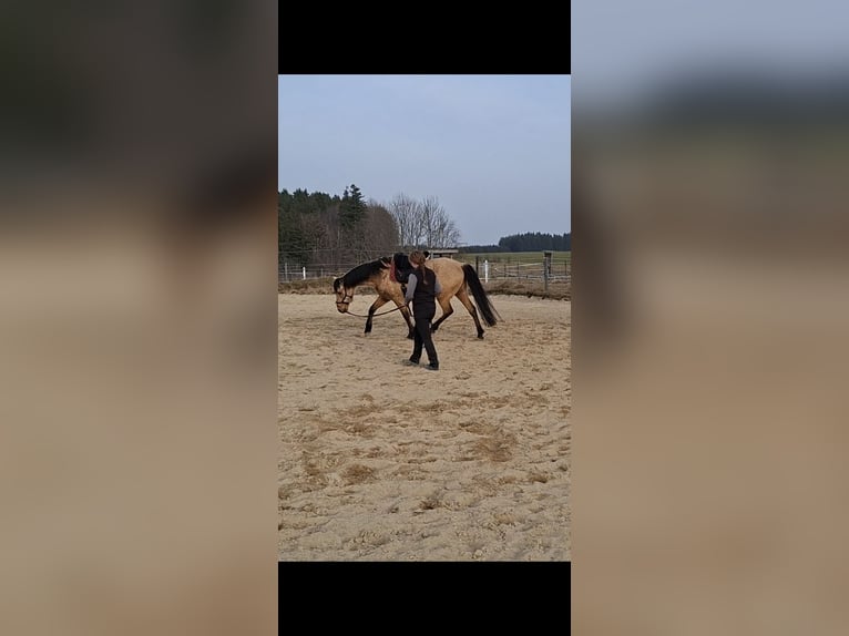 PRE Mix Ruin 7 Jaar 162 cm Falbe in Kempten