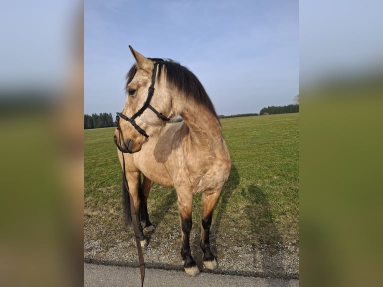 PRE Mix Ruin 7 Jaar 162 cm Falbe in Kempten