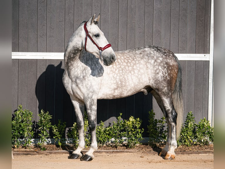 PRE Ruin 7 Jaar 162 cm Schimmel in Palafolls