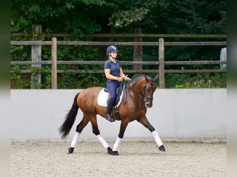 PRE Mix Ruin 7 Jaar 163 cm Donkerbruin in Martfeld