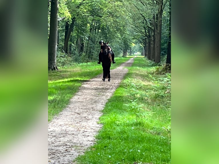 PRE Mix Ruin 7 Jaar 164 cm Bruin in Sm