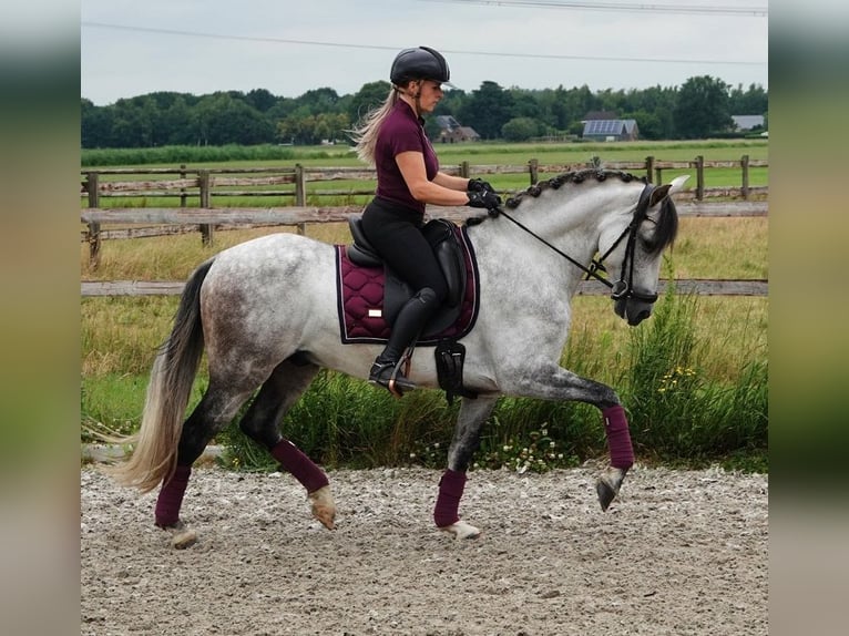 PRE Mix Ruin 7 Jaar 165 cm Appelschimmel in Kedichem