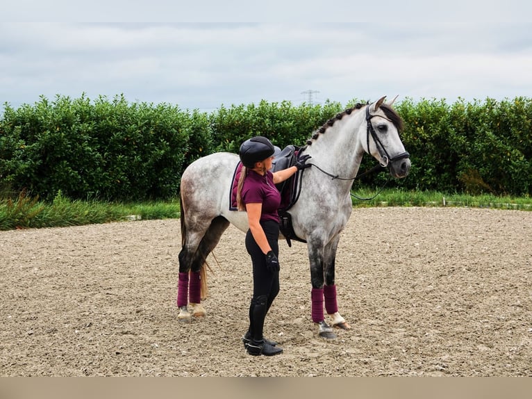 PRE Mix Ruin 7 Jaar 165 cm Appelschimmel in Kedichem