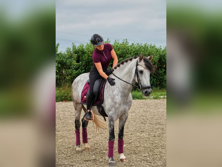 PRE Mix Ruin 7 Jaar 165 cm Appelschimmel in Kedichem