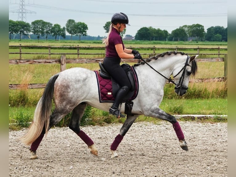 PRE Mix Ruin 7 Jaar 165 cm Appelschimmel in Kedichem