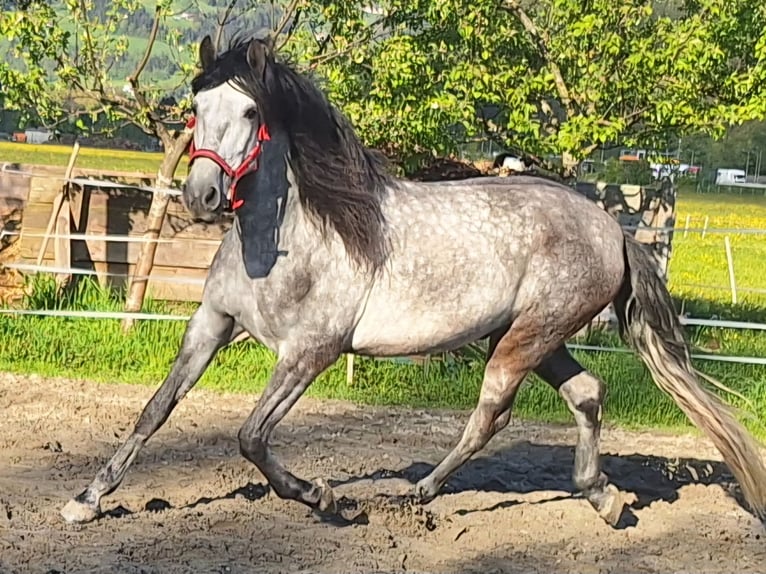 PRE Ruin 7 Jaar 165 cm  in Münster