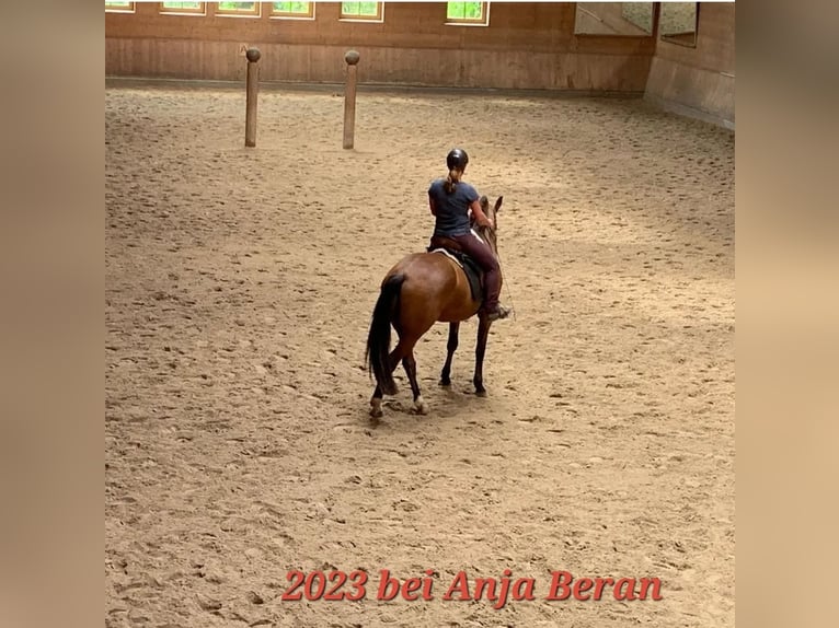 PRE Mix Ruin 7 Jaar 165 cm Bruin in Oberzent