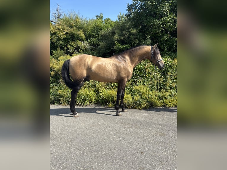 PRE Mix Ruin 7 Jaar 165 cm Buckskin in Baar