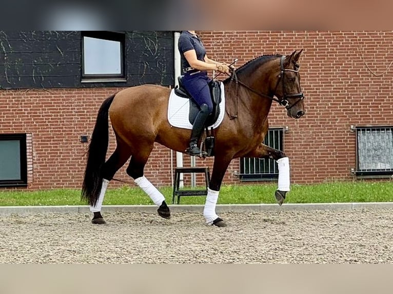PRE Ruin 7 Jaar 165 cm Donkerbruin in Bonanza