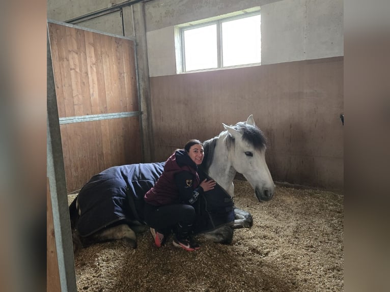 PRE Ruin 7 Jaar 165 cm Schimmel in Chiari