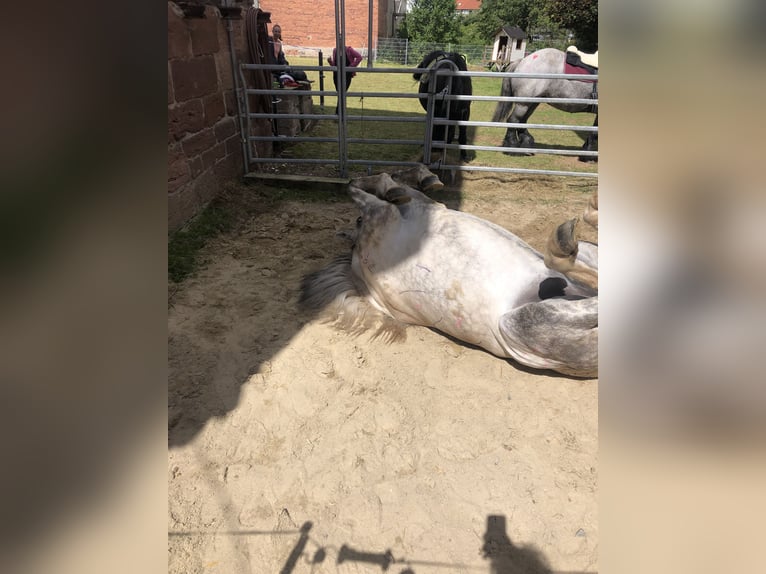 PRE Ruin 7 Jaar 165 cm Schimmel in Wehretal