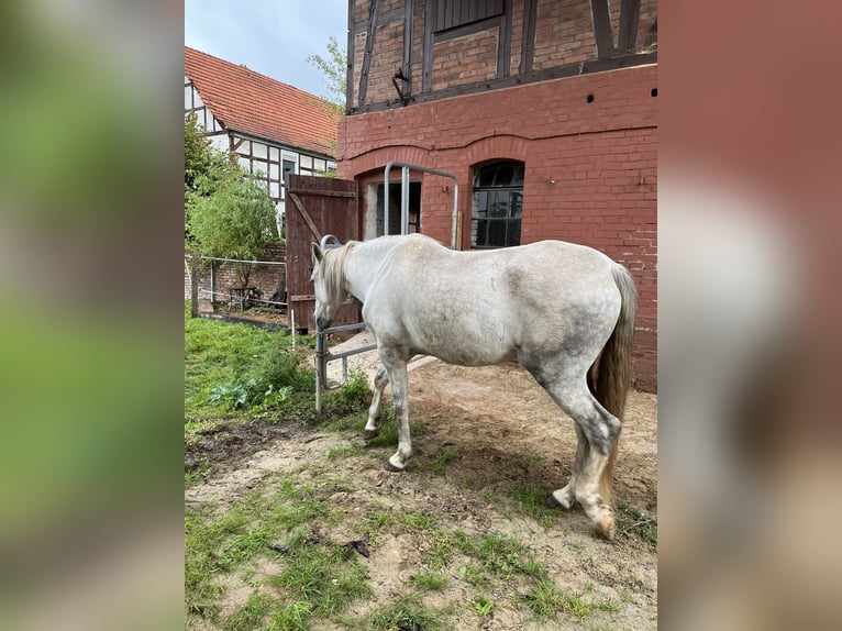 PRE Ruin 7 Jaar 165 cm Schimmel in Wehretal