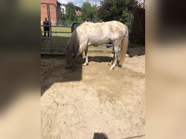 PRE Ruin 7 Jaar 165 cm Schimmel in Wehretal