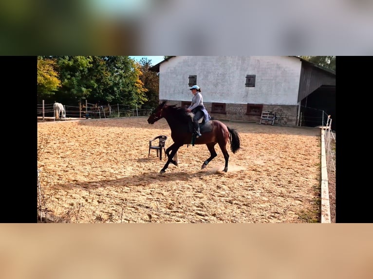 PRE Ruin 7 Jaar 166 cm Bruin in Ahorn