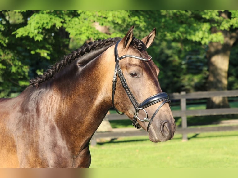 PRE Mix Ruin 7 Jaar 166 cm Buckskin in Wildenbruch