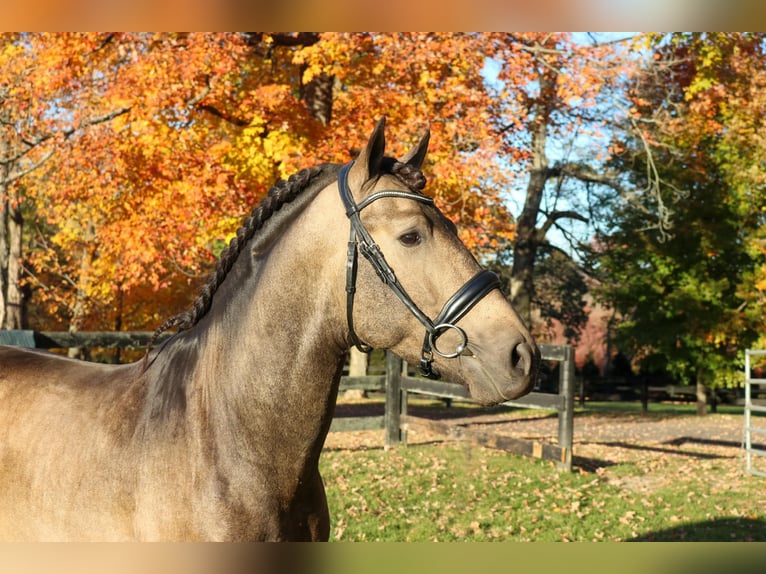 PRE Mix Ruin 7 Jaar 166 cm Buckskin in Wildenbruch