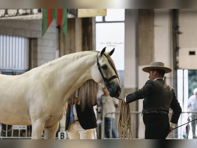 PRE Mix Ruin 7 Jaar 166 cm Schimmel in Grebenhain