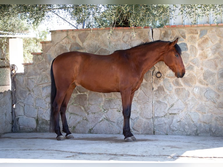 PRE Ruin 7 Jaar 167 cm Bruin in Vejer de la Frontera