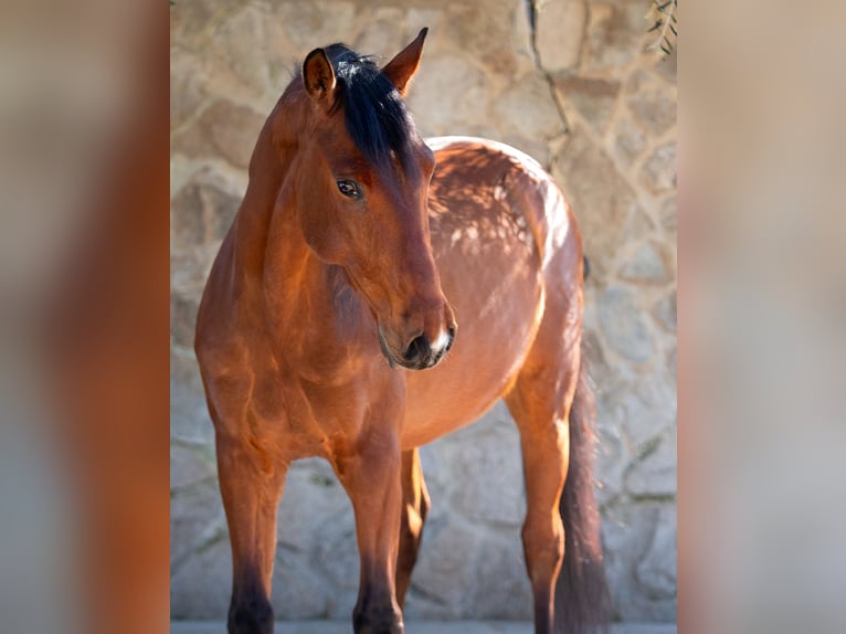 PRE Ruin 7 Jaar 167 cm Bruin in Vejer de la Frontera