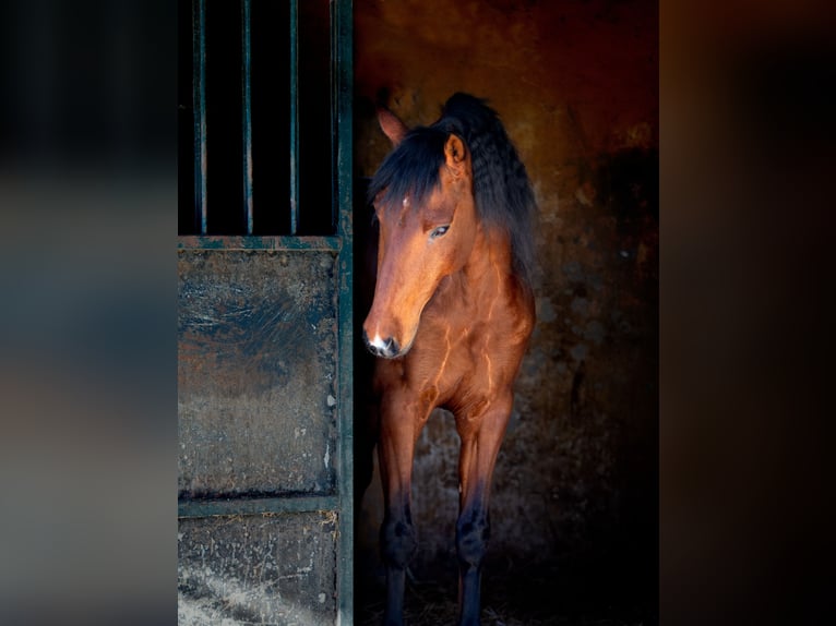PRE Ruin 7 Jaar 167 cm Bruin in Vejer de la Frontera