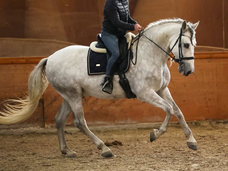 PRE Mix Ruin 7 Jaar 167 cm Schimmel in Navas Del Madroño