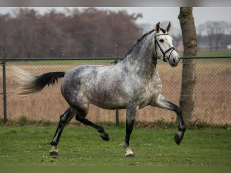PRE Mix Ruin 7 Jaar 167 cm Schimmel in Düsseldorf