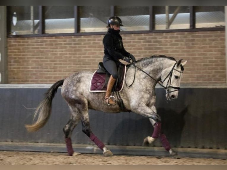 PRE Mix Ruin 7 Jaar 167 cm Schimmel in Düsseldorf