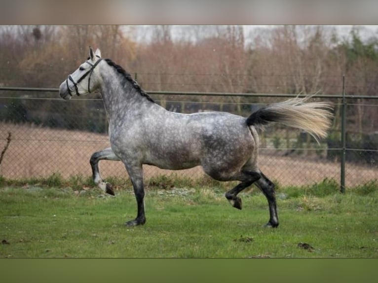 PRE Mix Ruin 7 Jaar 167 cm Schimmel in Düsseldorf