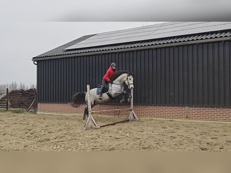 PRE Mix Ruin 7 Jaar 167 cm Schimmel in Meerkerk