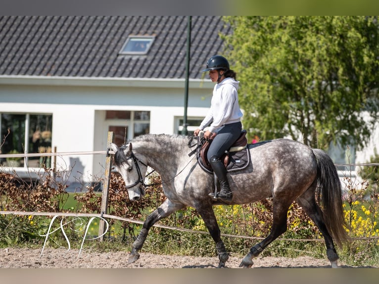PRE Mix Ruin 7 Jaar 167 cm Schimmel in Hardinxveld-Giessendam