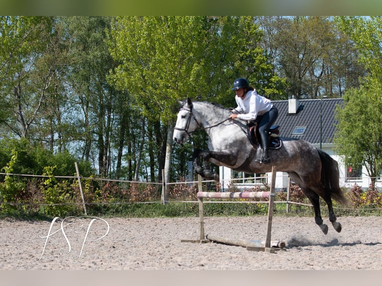 PRE Mix Ruin 7 Jaar 167 cm Schimmel in Hardinxveld-Giessendam