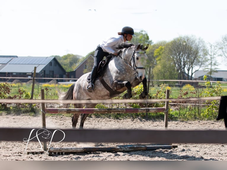 PRE Mix Ruin 7 Jaar 167 cm Schimmel in Hardinxveld-Giessendam
