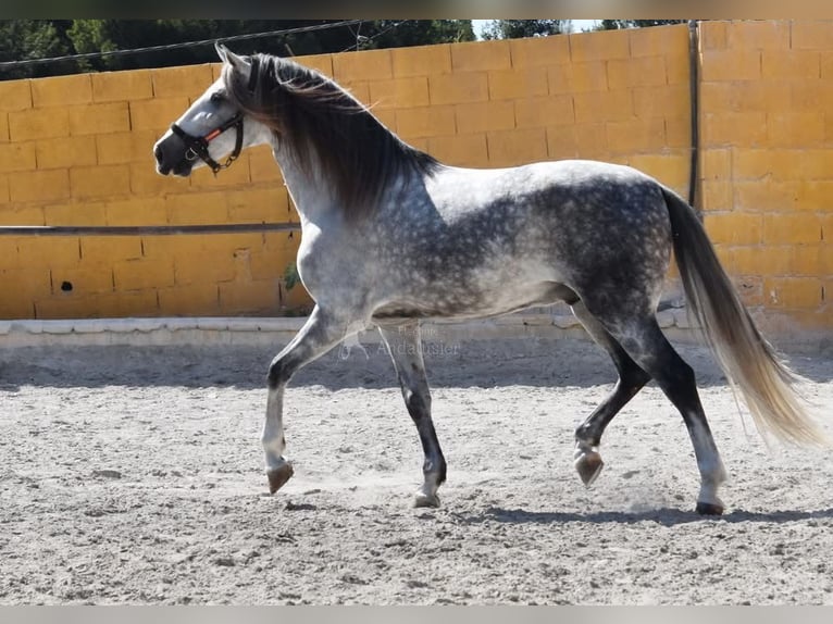 PRE Ruin 7 Jaar 168 cm Schimmel in Provinz Malaga