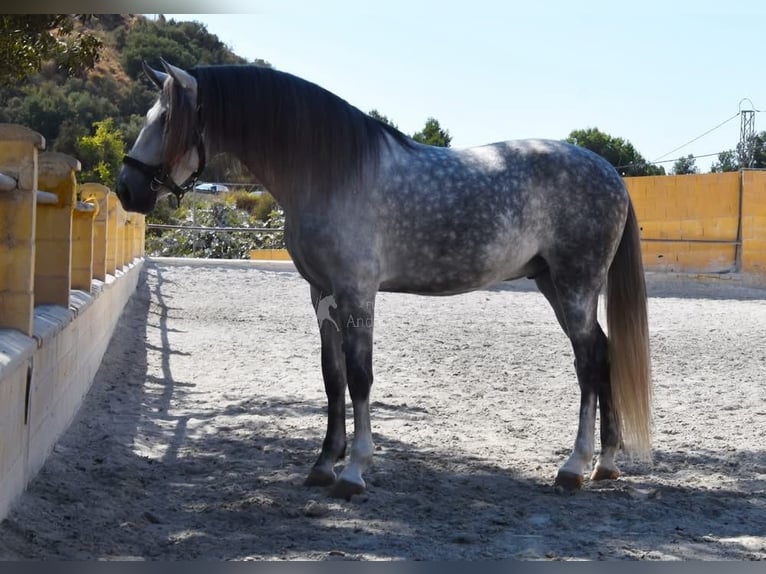 PRE Ruin 7 Jaar 168 cm Schimmel in Provinz Malaga