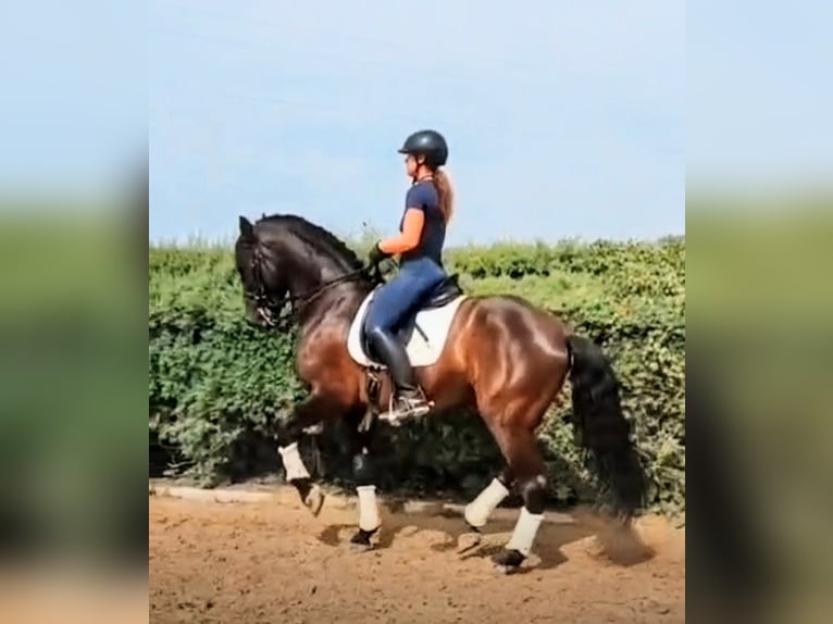PRE Ruin 7 Jaar 170 cm Zwart in Sevilla