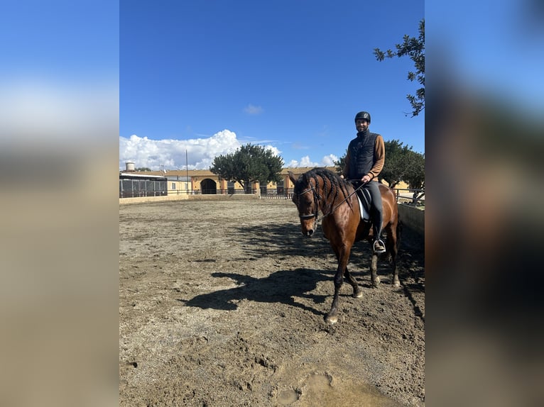 PRE Ruin 7 Jaar 171 cm Bruin in Torrejón de Ardoz