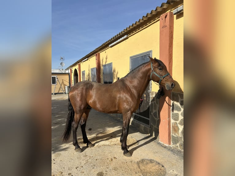 PRE Ruin 7 Jaar 171 cm Bruin in Torrejón de Ardoz