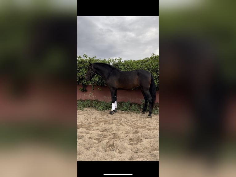 PRE Ruin 7 Jaar 173 cm Donkerbruin in Los belones