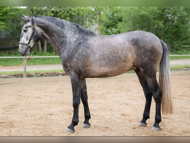 PRE Ruin 7 Jaar 173 cm in Hohenbrunn