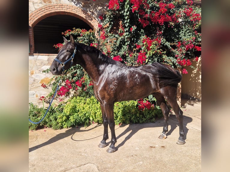 PRE Mix Ruin 7 Jaar 175 cm Zwart in Santa Maria De Palautordera